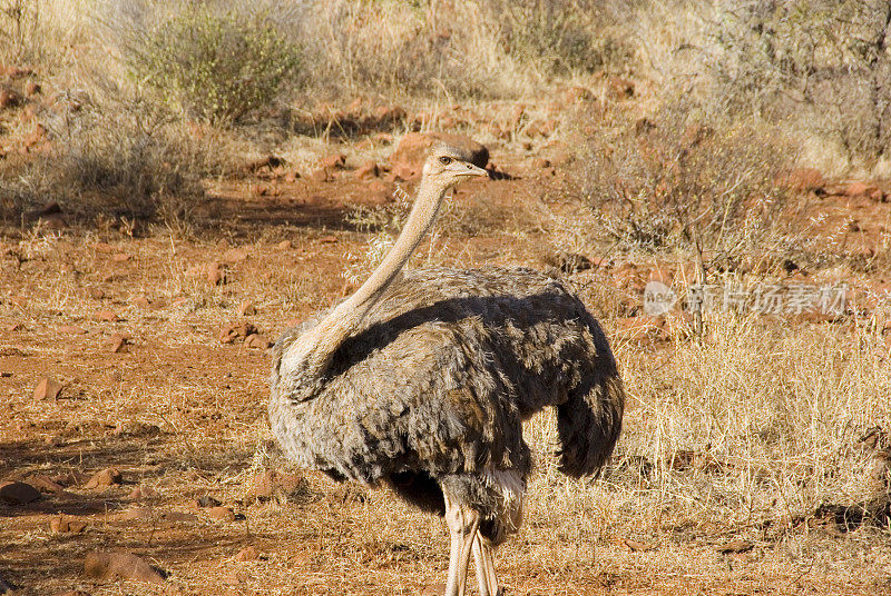 雌性鸵鸟(Struthio camelus)